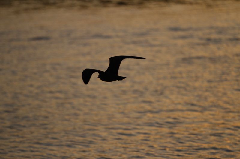 IMAGE: http://i88.photobucket.com/albums/k173/ryant35/IMG_2173.jpg