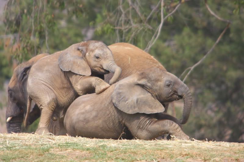 IMAGE: http://i88.photobucket.com/albums/k173/ryant35/IMG_3727.jpg