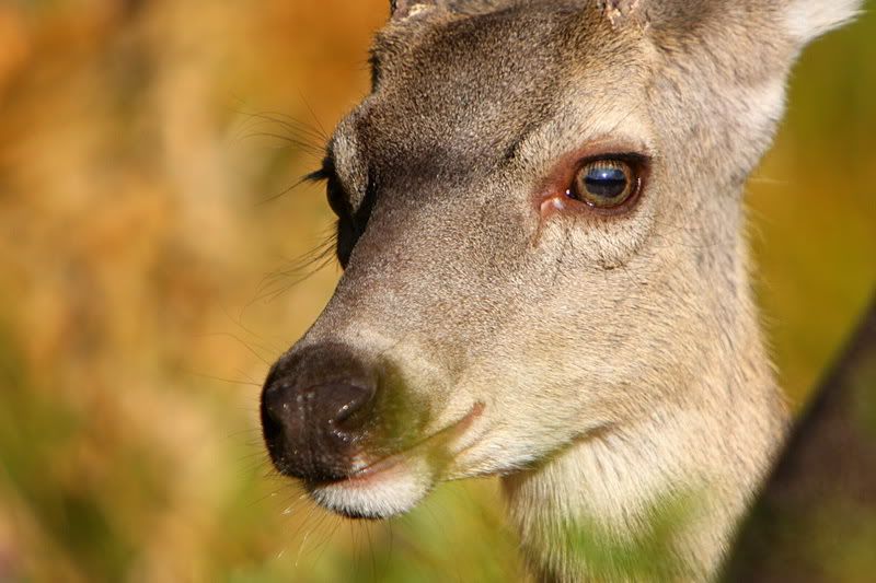 IMAGE: http://i88.photobucket.com/albums/k173/ryant35/IMG_4046_resize.jpg