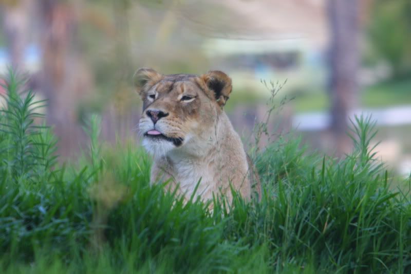 IMAGE: http://i88.photobucket.com/albums/k173/ryant35/IMG_4220.jpg