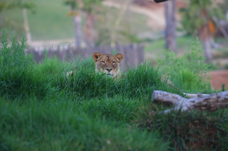 IMAGE: http://i88.photobucket.com/albums/k173/ryant35/IMG_4948.jpg