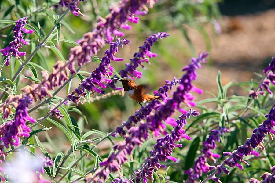 IMAGE: http://i88.photobucket.com/albums/k173/ryant35/IMG_5362_resize.jpg