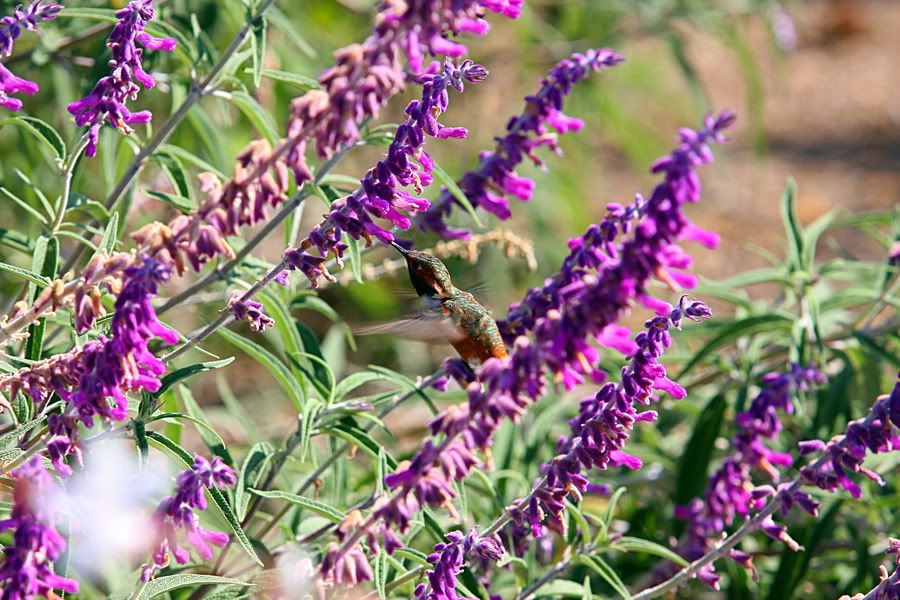 IMAGE: http://i88.photobucket.com/albums/k173/ryant35/IMG_5368_resize.jpg