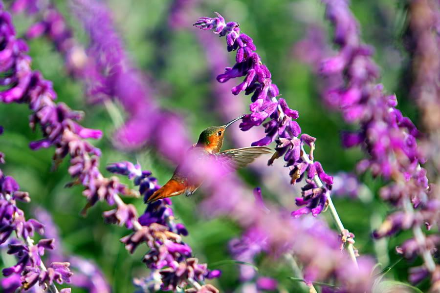 IMAGE: http://i88.photobucket.com/albums/k173/ryant35/IMG_5380_resize.jpg