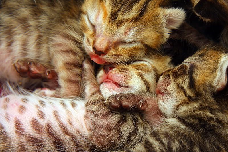 IMAGE: http://i88.photobucket.com/albums/k173/ryant35/IMG_6161_resize.jpg