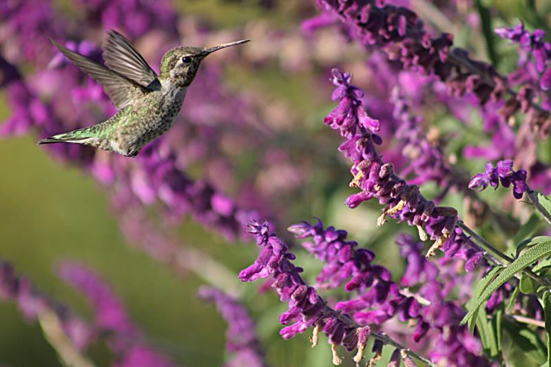 IMAGE: http://i88.photobucket.com/albums/k173/ryant35/IMG_6743.jpg