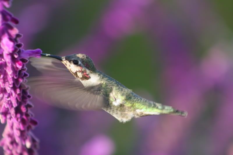 IMAGE: http://i88.photobucket.com/albums/k173/ryant35/IMG_6886.jpg