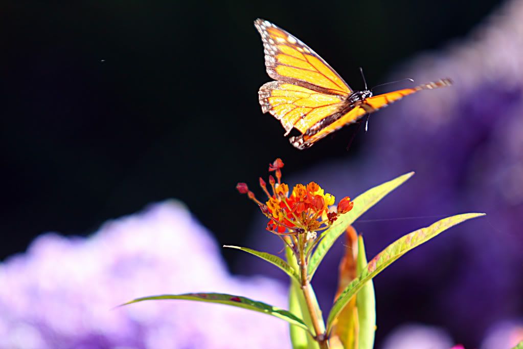 IMAGE: http://i88.photobucket.com/albums/k173/ryant35/IMG_6974.jpg