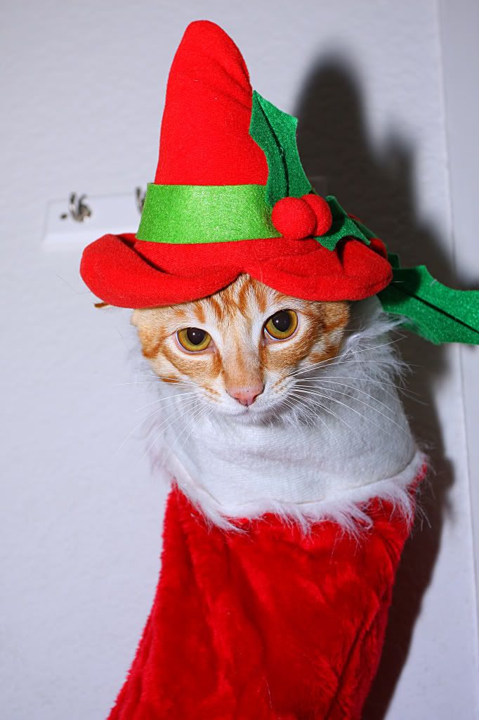 IMAGE: http://i88.photobucket.com/albums/k173/ryant35/IMG_7447.jpg