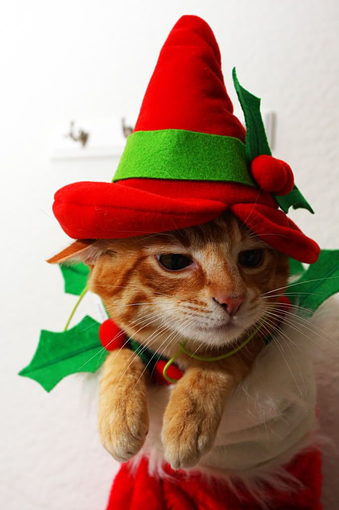 IMAGE: http://i88.photobucket.com/albums/k173/ryant35/IMG_7480.jpg