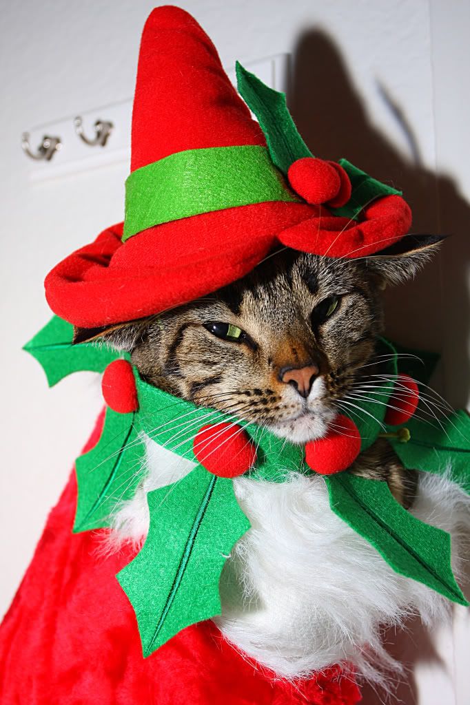 IMAGE: http://i88.photobucket.com/albums/k173/ryant35/IMG_7534.jpg