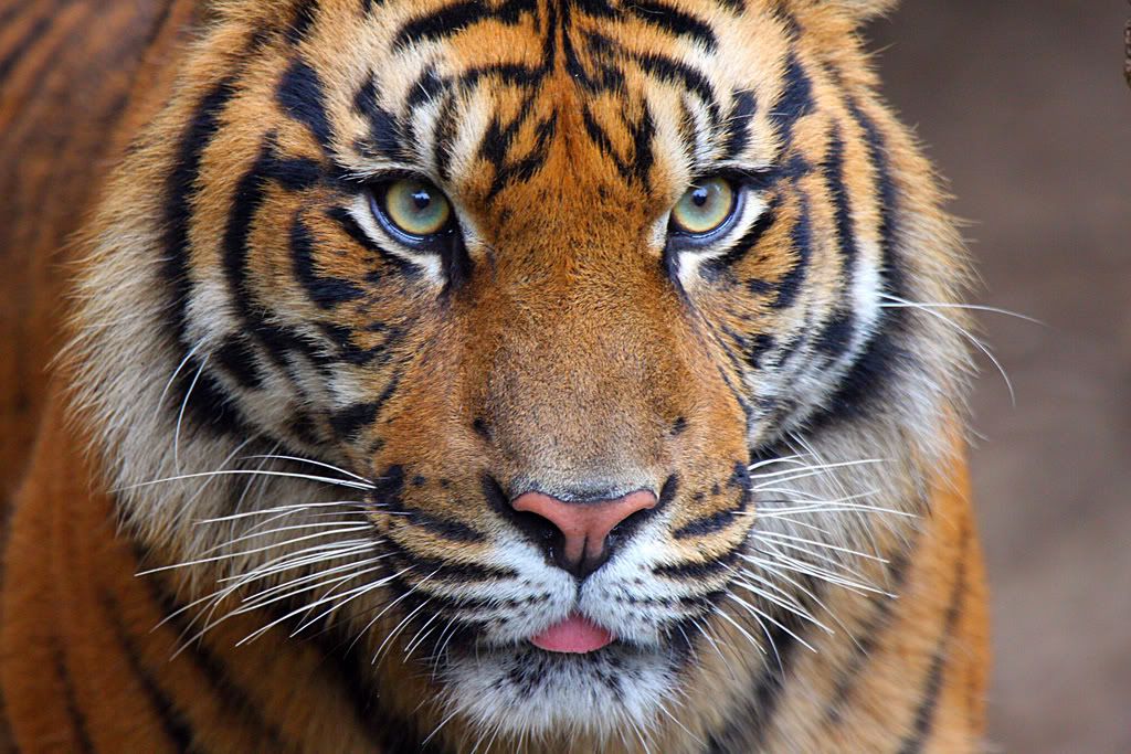 IMAGE: http://i88.photobucket.com/albums/k173/ryant35/IMG_8260-1.jpg