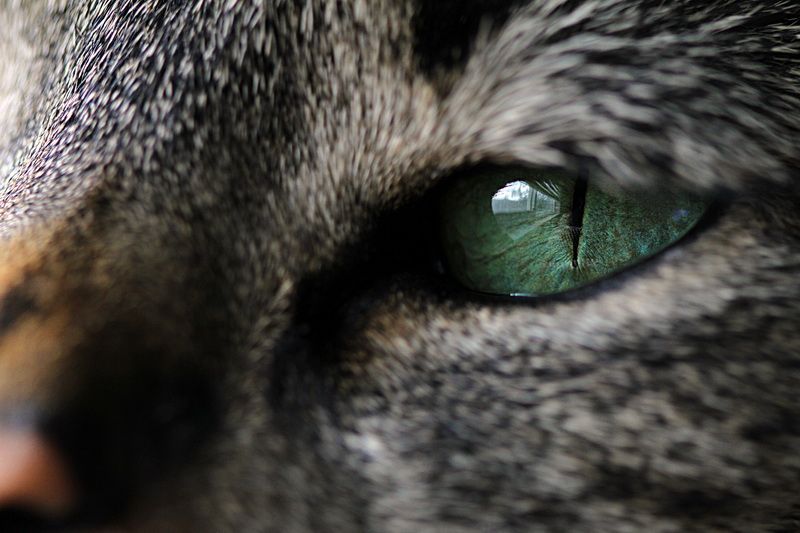 IMAGE: http://i88.photobucket.com/albums/k173/ryant35/IMG_8803_resize.jpg