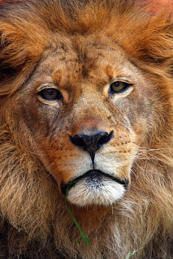 IMAGE: http://i88.photobucket.com/albums/k173/ryant35/IMG_8808-1.jpg