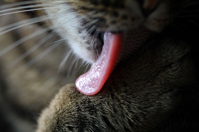 IMAGE: http://i88.photobucket.com/albums/k173/ryant35/IMG_8906_resize.jpg