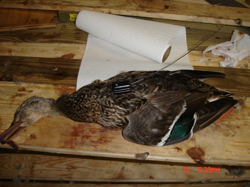 DUCKS UNLIMITED VS DELTA WATERFOWL visual data 6