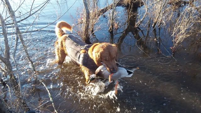 Best Dog For Duck And Goose Hunting Best Dog For Duck And Goose Hunting