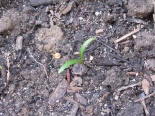 spinach sprouts