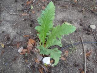 Healthy artichoke