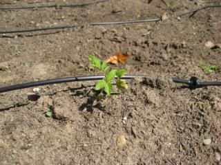 Stubborn tomato