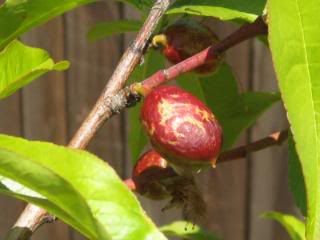 Nectarines!