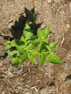 Thornless blackberries