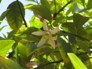 Lemon blossom