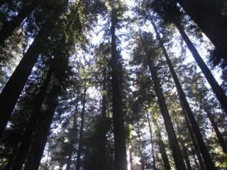 redwood grove