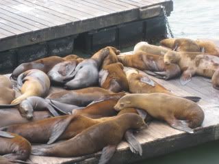 Seal lion bed