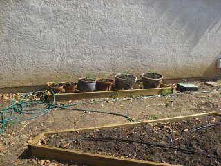 Herb garden now with tomatoes