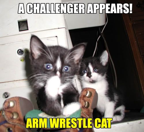 arm-wrestle-cat.jpg