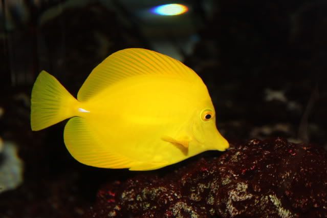 IMAGE: http://i88.photobucket.com/albums/k176/tronvex/IMG_0130.jpg