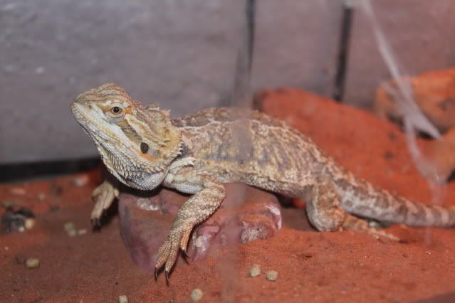 IMAGE: http://i88.photobucket.com/albums/k176/tronvex/Random004.jpg