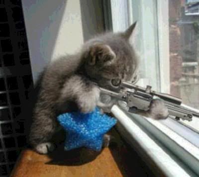 CatSniper.jpg