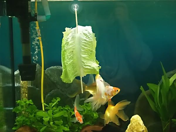 DOSIFICADOR COMIDA PEZ dosificador comida pez: