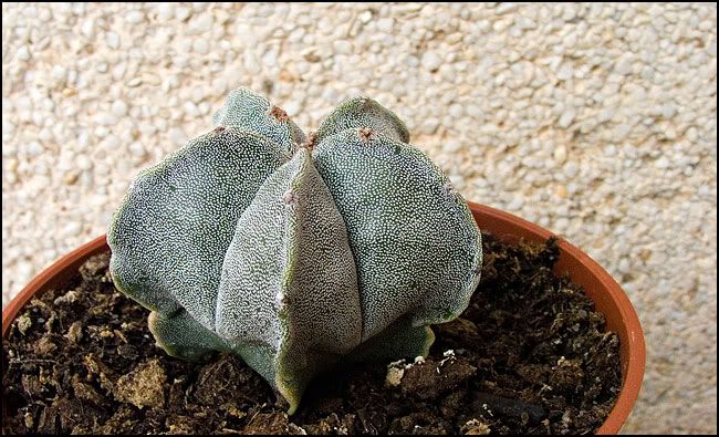 astrophytum.jpg