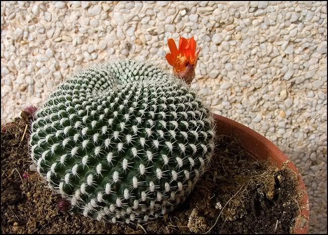 rebutia.jpg