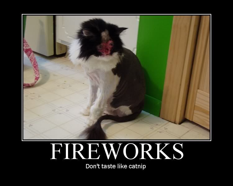 fireworkscat.jpg