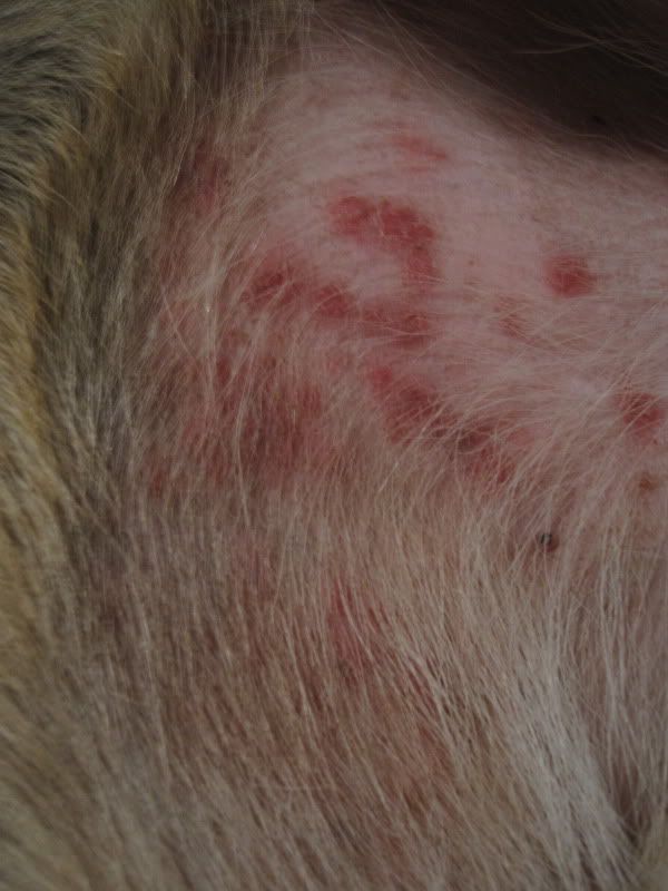 Help With Rash Puppy Forum And Dog Forums