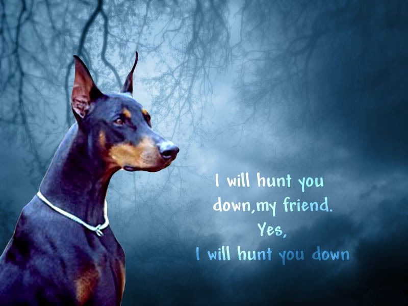 Doberman Doberman