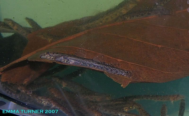 mini royal loach