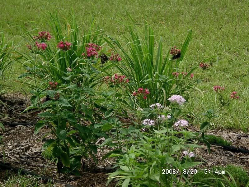 Pentas and Lemon Grass with Butterflies