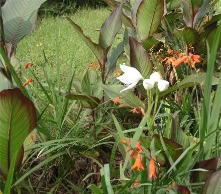 crinum