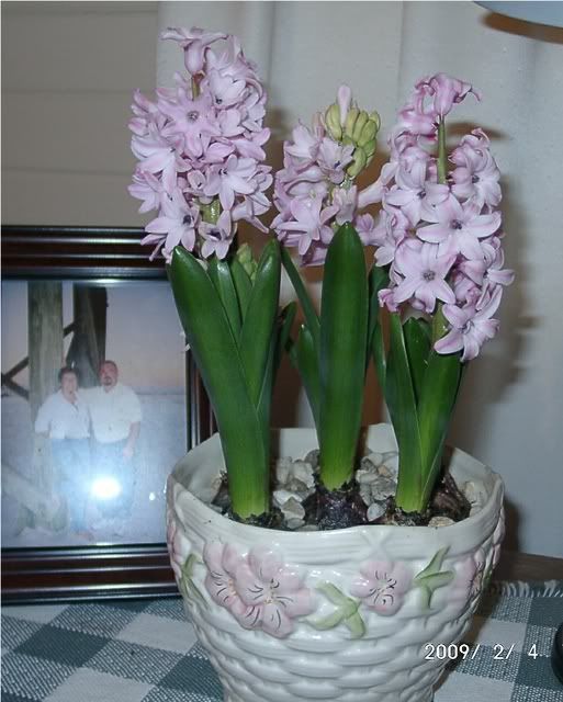 Hyacinth Bulbs