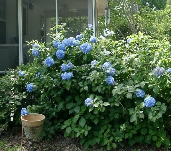 How To Prune Hydrangea