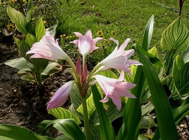 Crinum