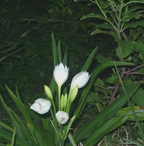 crinum