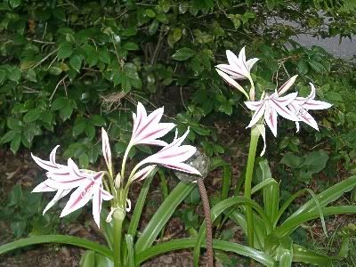 crinum