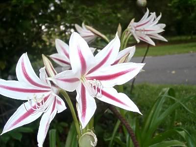 crinum