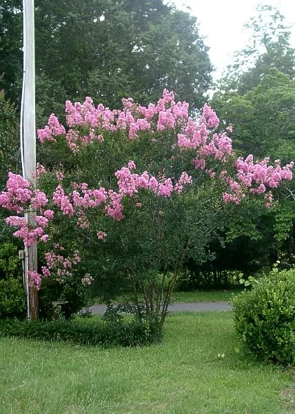 crape myrtle